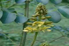 Caesalpinia bonduc